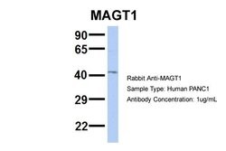 Invitrogen MAGT1 Polyclonal Antibody 100 &mu;L; Unconjugated:Antibodies,