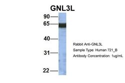 Invitrogen GNL3L Polyclonal Antibody 100 &mu;L; Unconjugated:Antibodies,