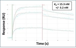 Invitrogen SRRM4 Polyclonal Antibody 100 μL; Unconjugated:Antibodies,