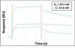 Invitrogen HEXA Polyclonal Antibody 100 &mu;L; Unconjugated:Antibodies,
