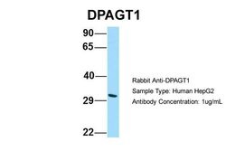Invitrogen DPAGT1 Polyclonal Antibody 100 &mu;L; Unconjugated:Antibodies,
