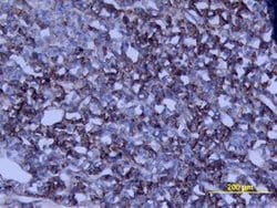 Invitrogen Growth Hormone Polyclonal Antibody 100 &mu;g; Unconjugated:Antibodies,