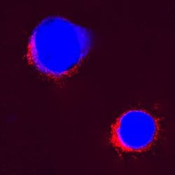 Invitrogen IL-2 Polyclonal Antibody 100 &mu;g; Unconjugated:Antibodies,