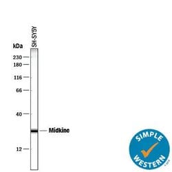 Invitrogen Midkine Polyclonal Antibody 100 &mu;g; Unconjugated:Antibodies,