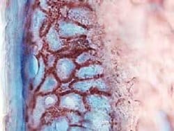 Invitrogen CCL27 Polyclonal Antibody 100 &mu;g; Unconjugated:Antibodies,