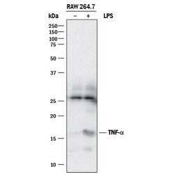 Invitrogen TNF alpha Polyclonal Antibody 100 &mu;g | Buy Online | Invitrogen&trade; | Fisher Scientific