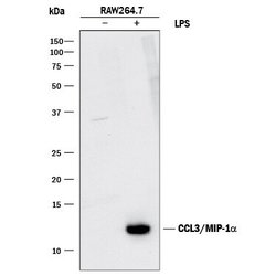 Invitrogen CCL3 Polyclonal Antibody 100 &mu;g; Unconjugated:Anticuerpos