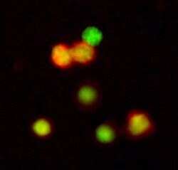 Invitrogen IL-1 beta Polyclonal Antibody 100 &mu;g; Unconjugated:Antibodies,