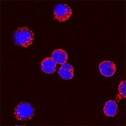 Invitrogen IL-2 Polyclonal Antibody 100 &mu;g; Unconjugated:Antibodies,