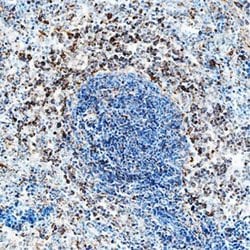 Invitrogen IL-2 Polyclonal Antibody 100 &mu;g; Unconjugated:Antibodies,