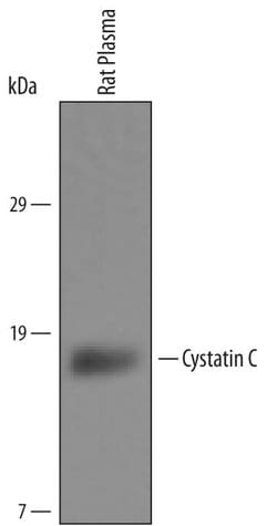 Invitrogen Cystatin C Polyclonal Antibody 100 &mu;g; Unconjugated:Antibodies,