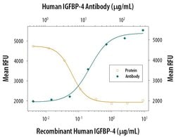 Invitrogen IGFBP4 Polyclonal Antibody 100 &mu;g; Unconjugated:Antibodies,