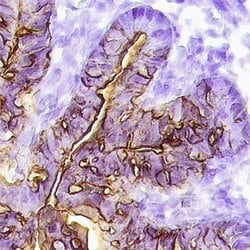 Invitrogen Angiopoietin 1 Polyclonal Antibody 100 &mu;g; Unconjugated:Antibodies,