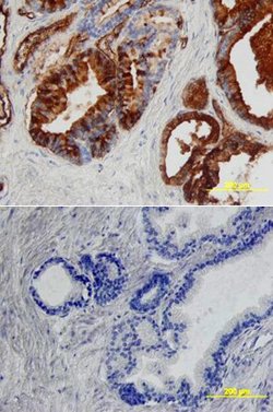 Invitrogen Angiopoietin 1 Polyclonal Antibody 100 &mu;g; Unconjugated:Antibodies,