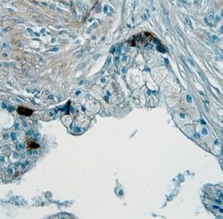 Invitrogen Angiopoietin 1 Polyclonal Antibody 100 &mu;g; Unconjugated:Antibodies,