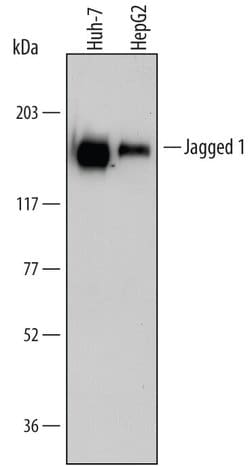 Invitrogen Jagged1 Polyclonal Antibody 100 &mu;g; Unconjugated:Antibodies,