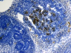 Invitrogen Sclerostin Polyclonal Antibody 100 &mu;g; Unconjugated:Antibodies,