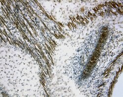 Invitrogen Sclerostin Polyclonal Antibody 100 &mu;g; Unconjugated:Antibodies,