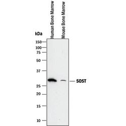 Invitrogen Sclerostin Polyclonal Antibody 100 &mu;g; Unconjugated:Antibodies,