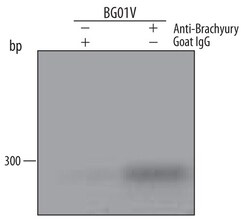 Invitrogen Brachyury Polyclonal Antibody 100 &mu;g; Unconjugated:Antibodies,