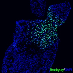 Invitrogen Brachyury Polyclonal Antibody 100 &mu;g; Unconjugated:Antibodies,