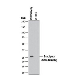 Invitrogen Brachyury Polyclonal Antibody 100 &mu;g; Unconjugated:Antibodies,