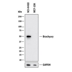 Invitrogen Brachyury Polyclonal Antibody 100 &mu;g; Unconjugated:Antibodies,