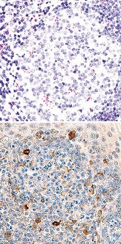 Invitrogen TIM3 Polyclonal Antibody 100 &mu;g; Unconjugated:Antibodies,