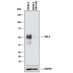Invitrogen TIM3 Polyclonal Antibody 100 &mu;g; Unconjugated:Antibodies,
