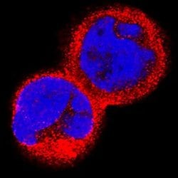 IL15RA Polyclonal Antibody, Invitrogen&trade; 100 &mu;g; Unconjugated 