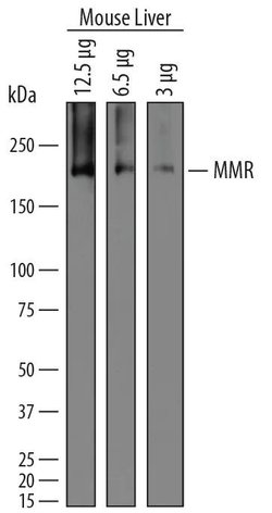 Invitrogen CD206 Polyclonal Antibody 100 &mu;g; Unconjugated:Antibodies,