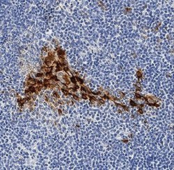Invitrogen CXCL10 Polyclonal Antibody 100 &mu;g; Unconjugated:Antibodies,