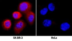 Invitrogen Activin A Polyclonal Antibody 100 &mu;g; Unconjugated:Antibodies,