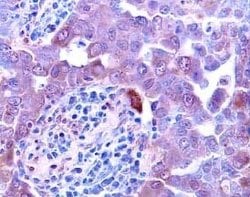 Invitrogen Activin A Polyclonal Antibody 100 &mu;g; Unconjugated:Antibodies,