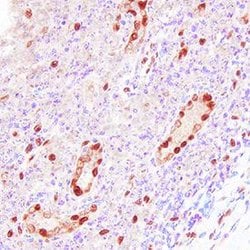 Invitrogen IL-33 Polyclonal Antibody 100 &mu;g; Unconjugated:Antibodies,