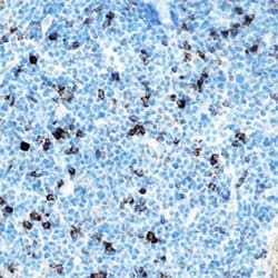 Invitrogen IL-33 Polyclonal Antibody 100 &mu;g; Unconjugated:Antibodies,