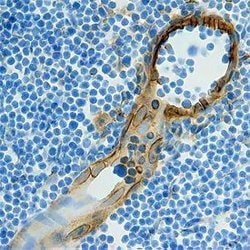 Invitrogen CCL21 Polyclonal Antibody 100 &mu;g; Unconjugated:Antibodies,