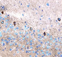 Invitrogen Leptin Polyclonal Antibody 100 &mu;g; Unconjugated:Antibodies,
