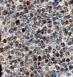Invitrogen SERPINA9 Polyclonal Antibody 100 &mu;g; Unconjugated:Antibodies,