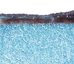Invitrogen Neuropilin 1 Polyclonal Antibody 100 &mu;g | Buy Online | Invitrogen&trade; | Fisher Scientific