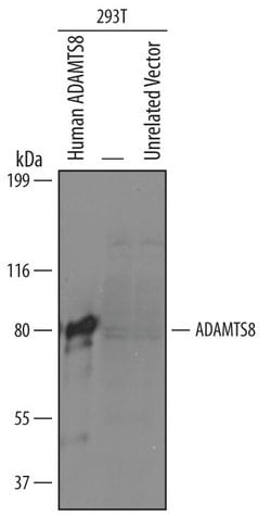 Invitrogen ADAMTS8 Polyclonal Antibody 100 &mu;g; Unconjugated:Antibodies,