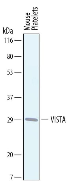 Invitrogen VISTA Polyclonal Antibody 100 &mu;g; Unconjugated:Antibodies,