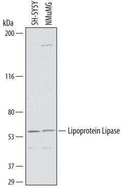 Invitrogen LPL Polyclonal Antibody 100 &mu;g; Unconjugated:Antibodies,