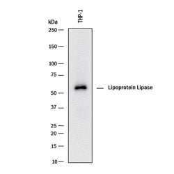Invitrogen LPL Polyclonal Antibody 100 &mu;g; Unconjugated:Antibodies,