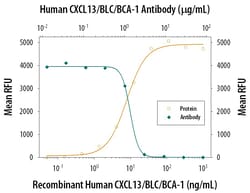 CXCL13 Polyclonal Antibody, Invitrogen 100 &mu;g; Unconjugated:Antikörper
