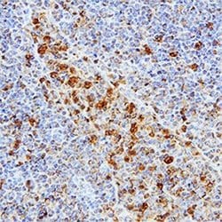 Invitrogen cIAP1 Polyclonal Antibody 100 &mu;g; Unconjugated:Antibodies,
