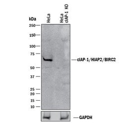 Invitrogen cIAP1 Polyclonal Antibody 100 &mu;g; Unconjugated:Antibodies,
