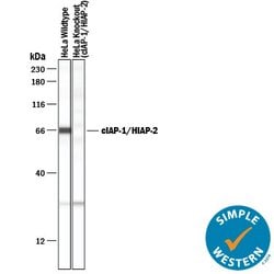 Invitrogen cIAP1 Polyclonal Antibody 100 &mu;g; Unconjugated:Antibodies,