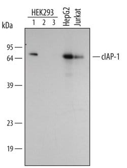 Invitrogen cIAP1 Polyclonal Antibody 100 &mu;g; Unconjugated:Antibodies,