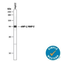 Invitrogen cIAP1 Polyclonal Antibody 100 &mu;g; Unconjugated:Antibodies,